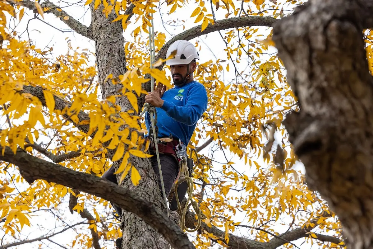 Skilled Tree Planing crew working in Franklin